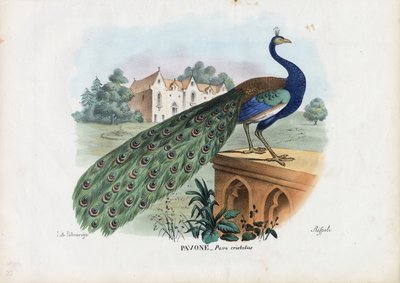 Indischer Pfau, 1863-79 von Raimundo Petraroja